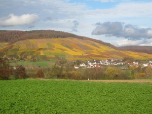 Weinberge in Horrheim